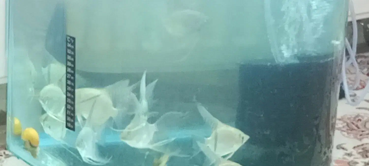 ماهی و اکواریوم|ماهی|نیشابور, شهرک بهداری|دیوار