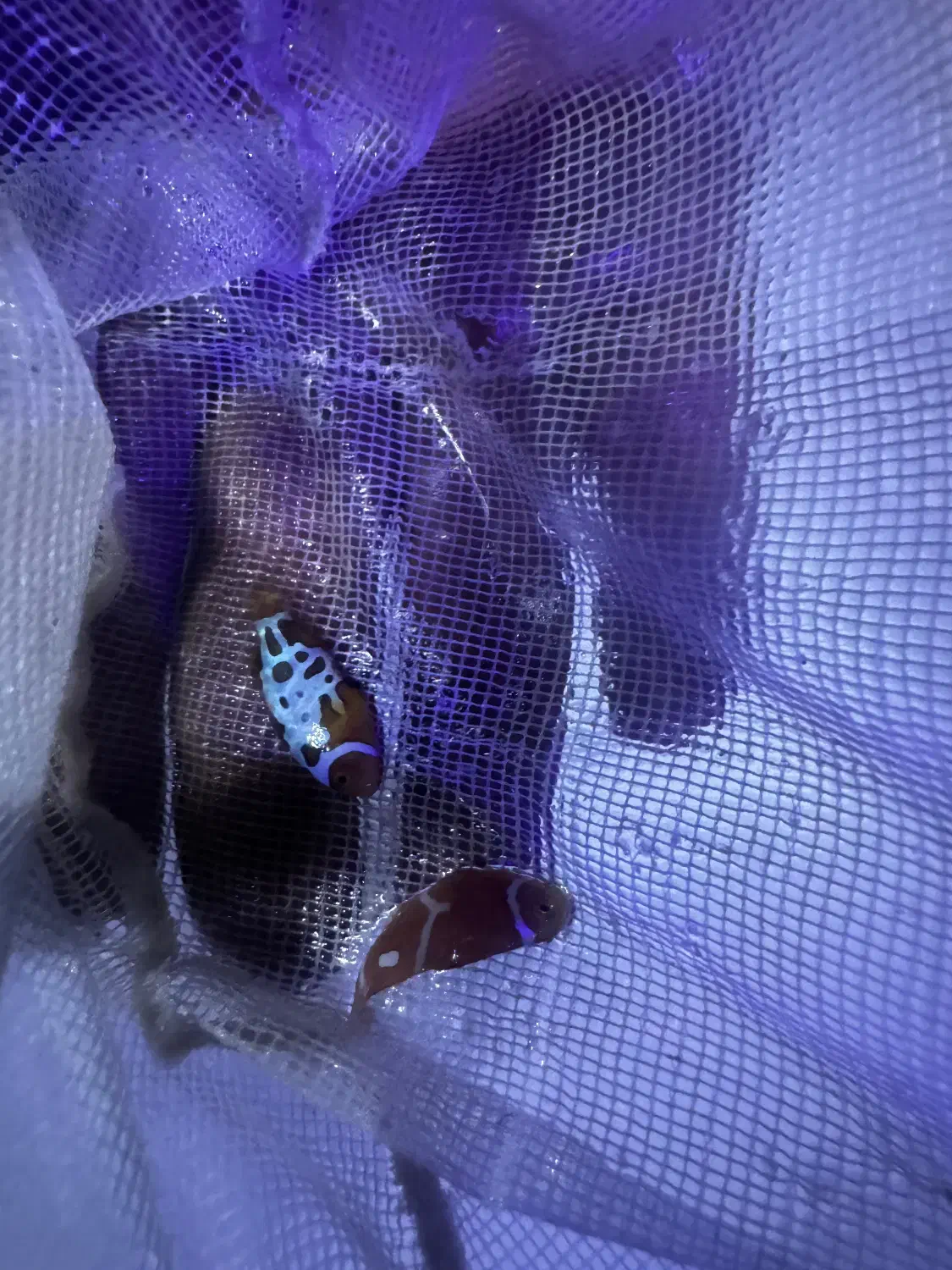 ماهی ابشور اکواریوم|ماهی|تهران, جوادیه تهرانپارس|دیوار