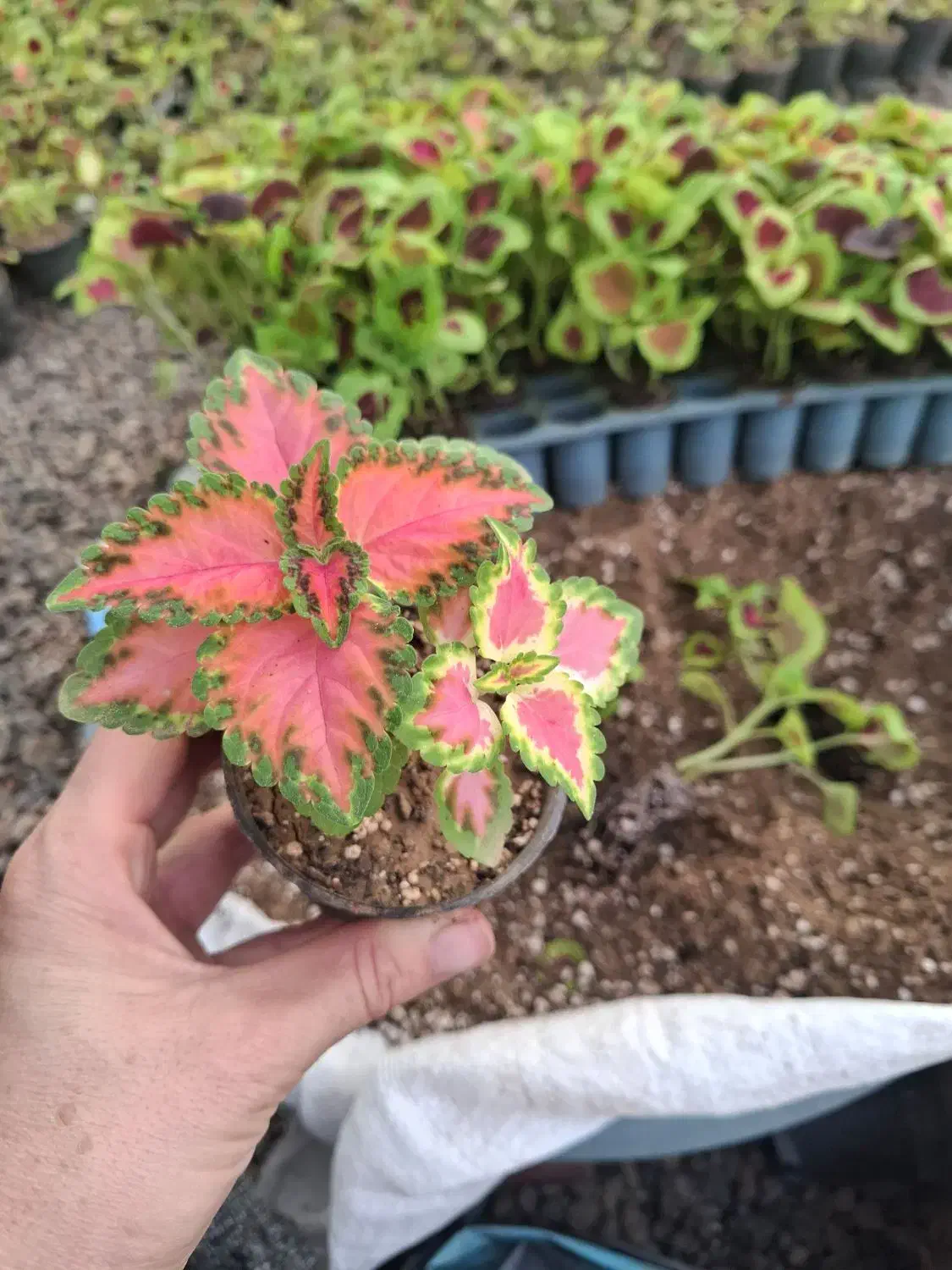 فروش ویژه   به مناسبت روز مادر|گل و گیاه طبیعی|مشهد, ده دی|دیوار