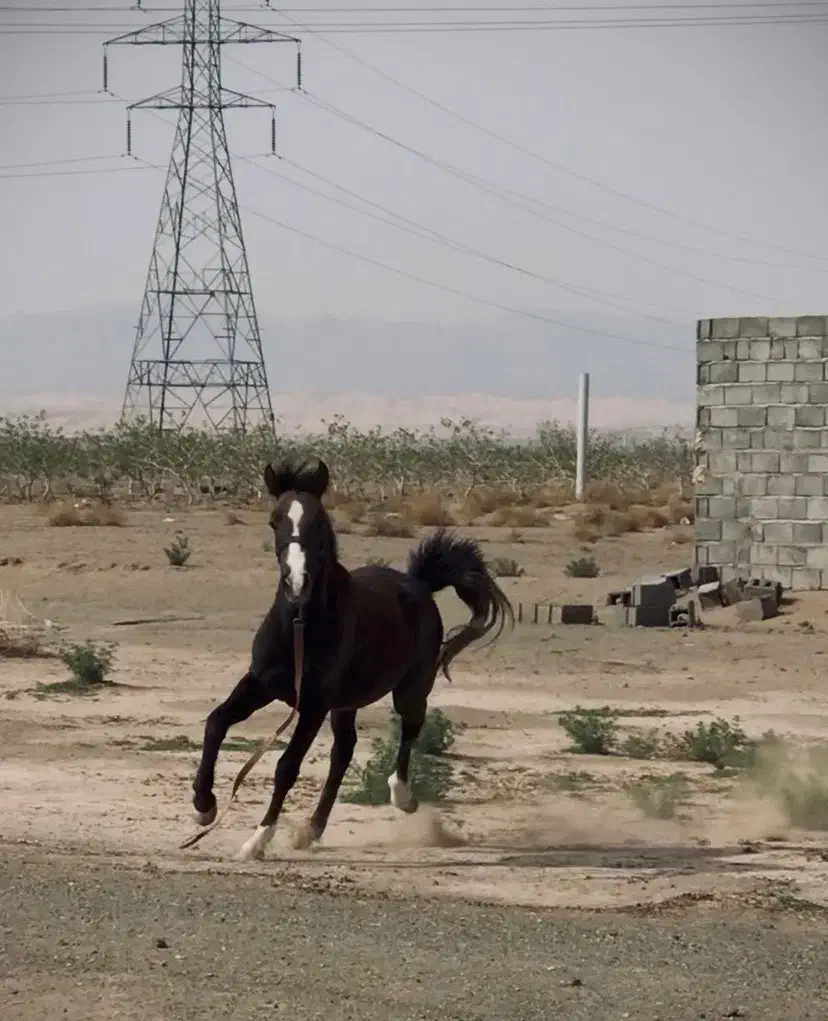 کره نژاد دار|اسب و تجهیزات اسبسواری|کاشمر, |دیوار