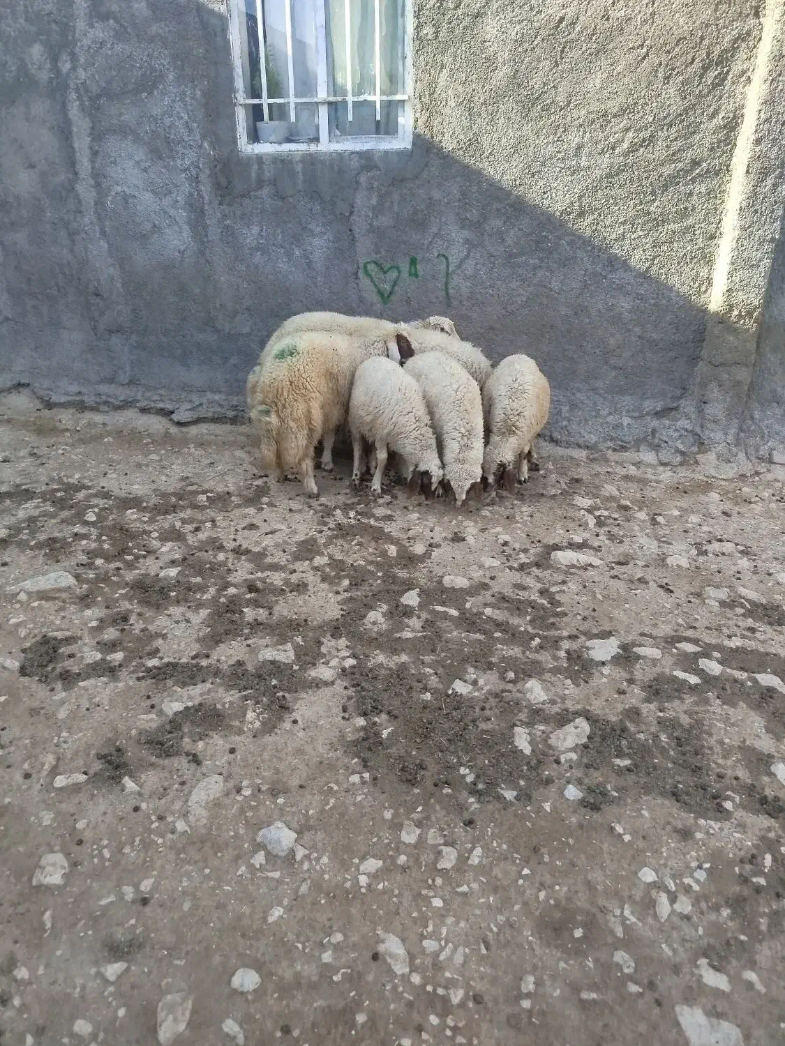 بره سنجابی|حیوانات مزرعه|سرپل ذهاب, |دیوار