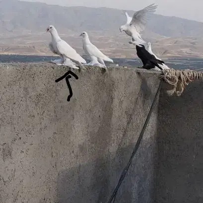 چند عدد لوطی اویناخ|پرنده|اهر, |دیوار