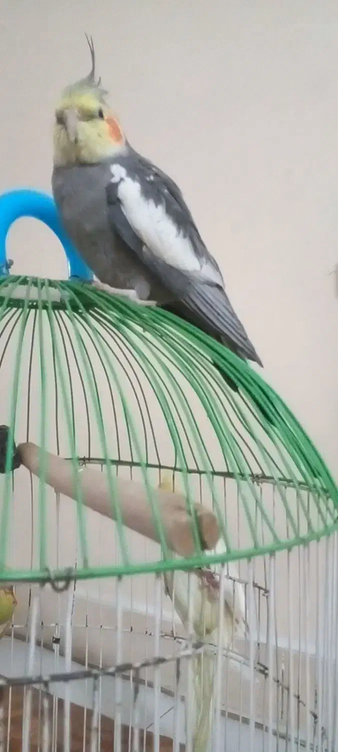 عروس‌هلندی‌من‌ازقفس‌رفته‌هرکس‌کرفته‌بیاره‌بده|حیوانات|باقرشهر, |دیوار