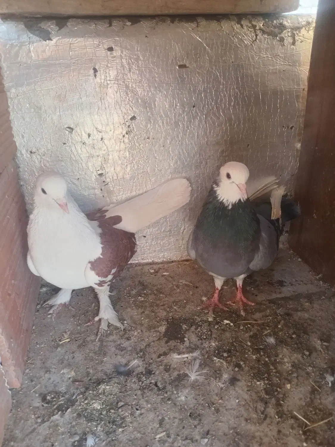 کفتر|پرنده|بومهن, |دیوار