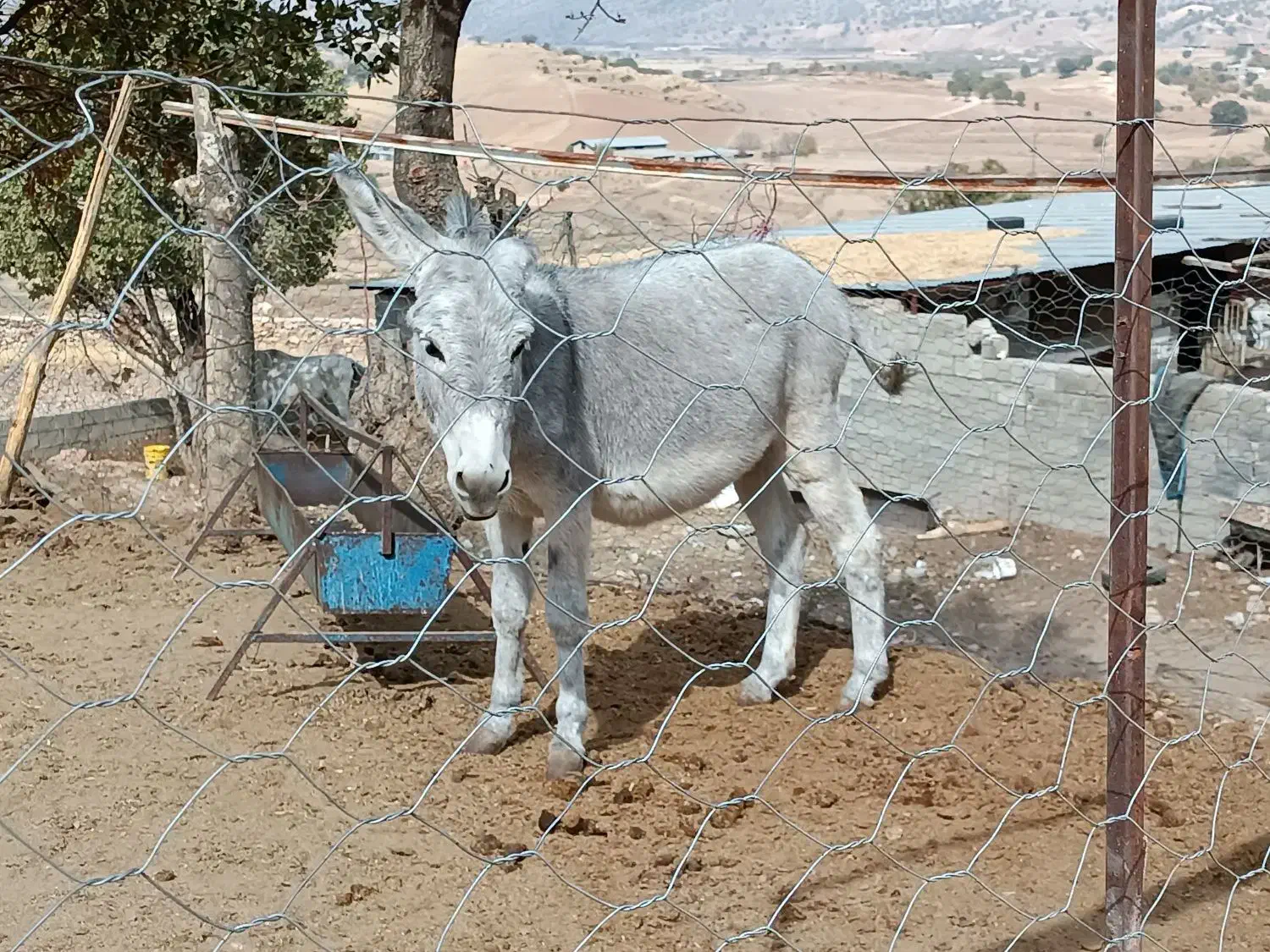 فروش الاغ|حیوانات مزرعه|صدرا-فارس, فاز ۲|دیوار