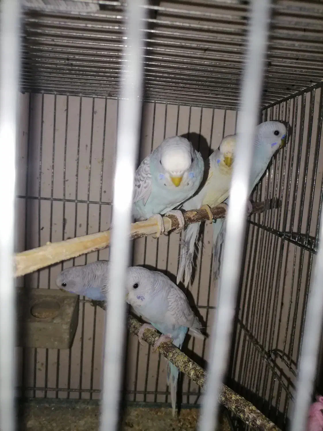 تعدادی مرغ عشق ابروبادی|پرنده|یزد, |دیوار