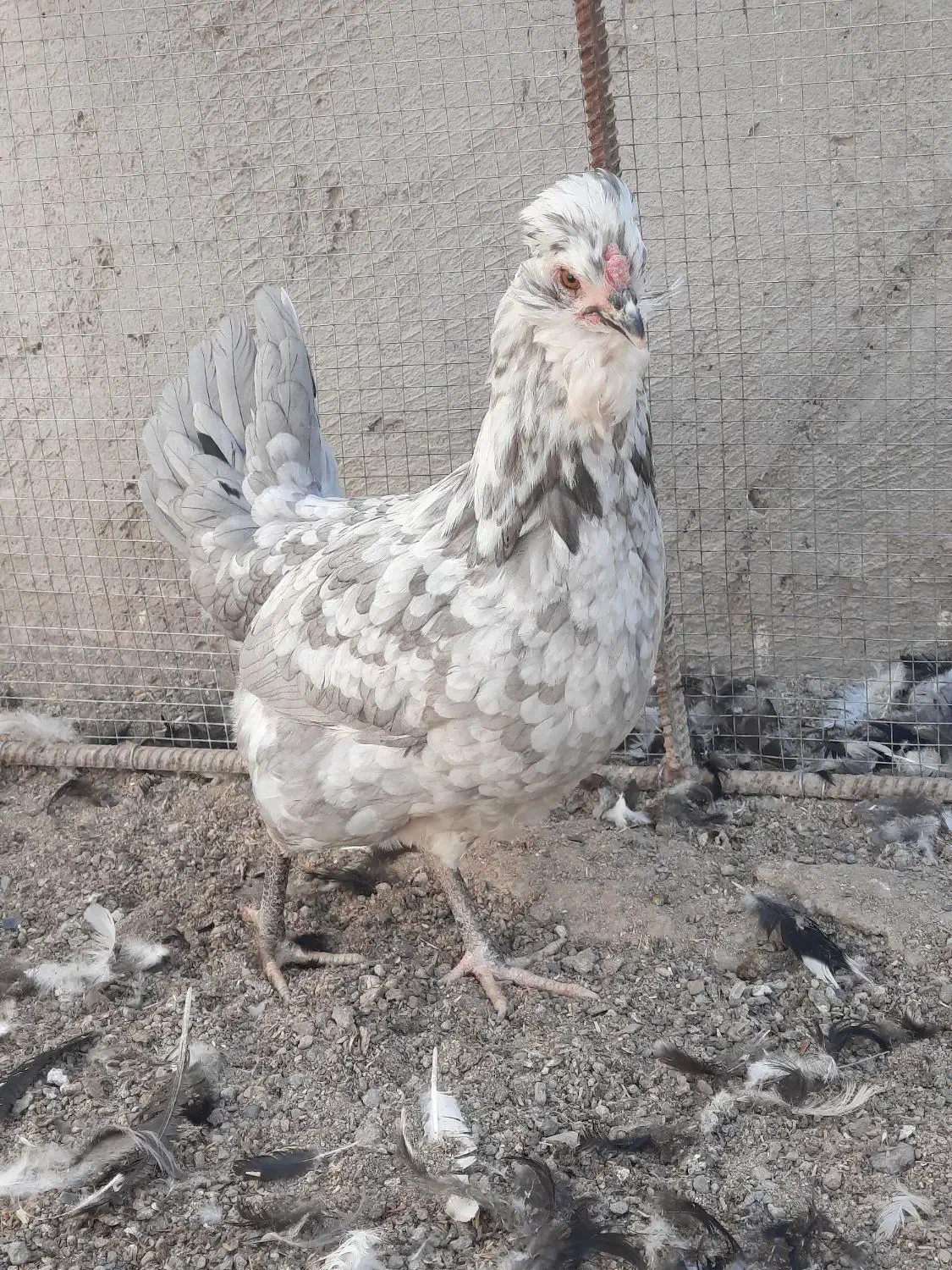 گلین جوجه و مولد|حیوانات مزرعه|سیرجان, |دیوار