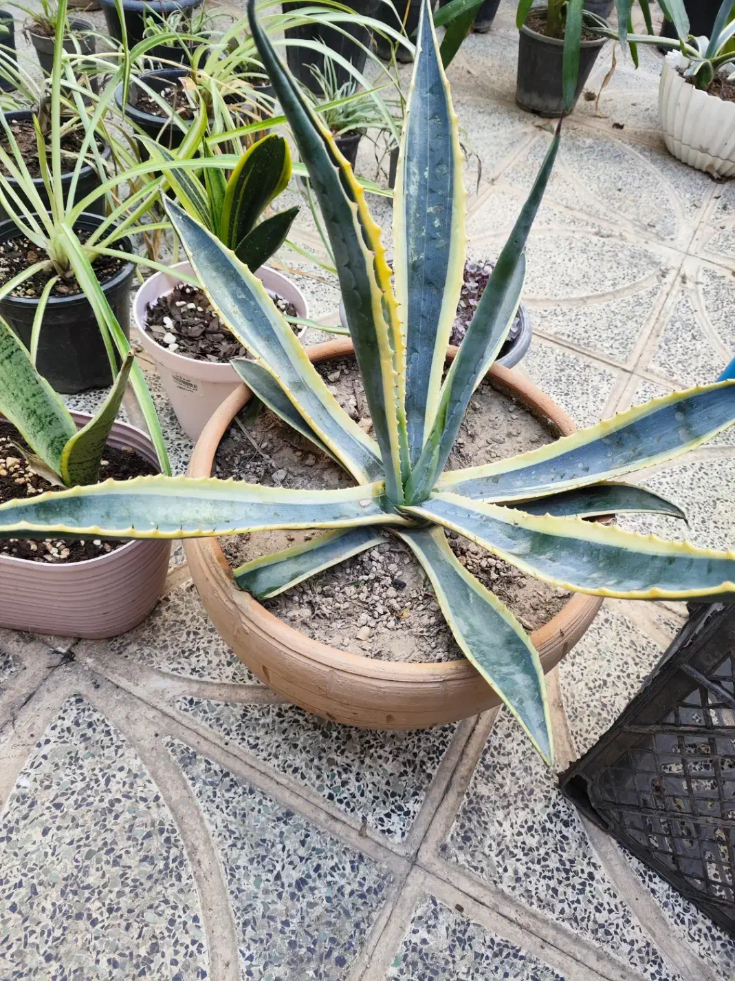 تخفیف با هدیه امروز فردا|گل و گیاه طبیعی|اصفهان, شاه پسند|دیوار