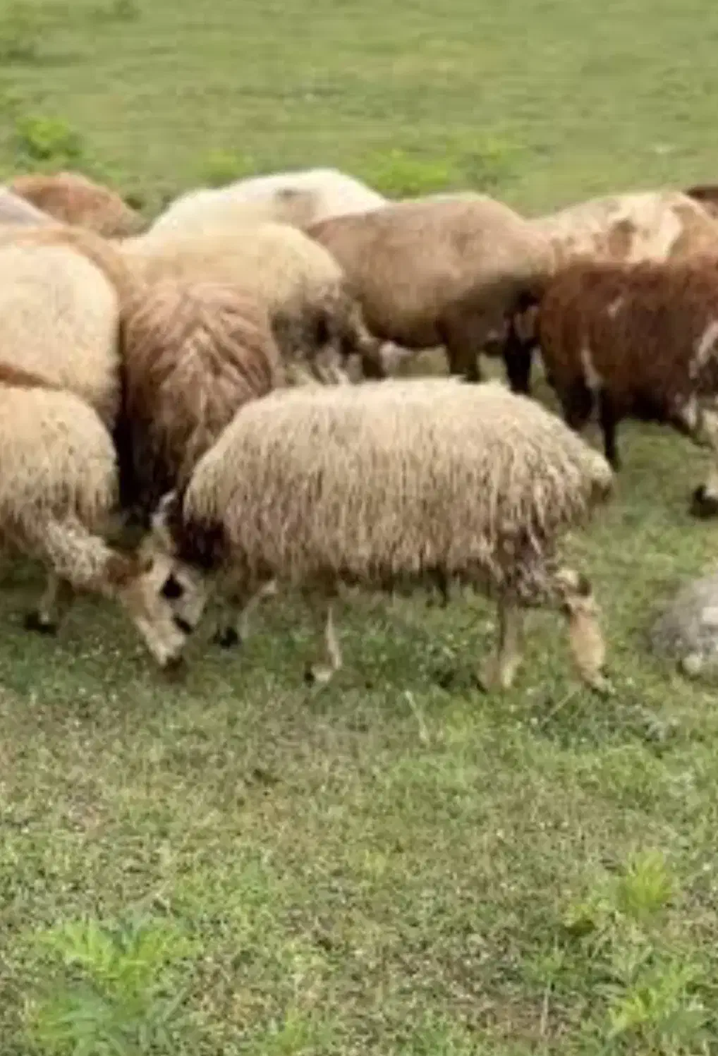 گوسفند|حیوانات مزرعه|کیاسر, |دیوار