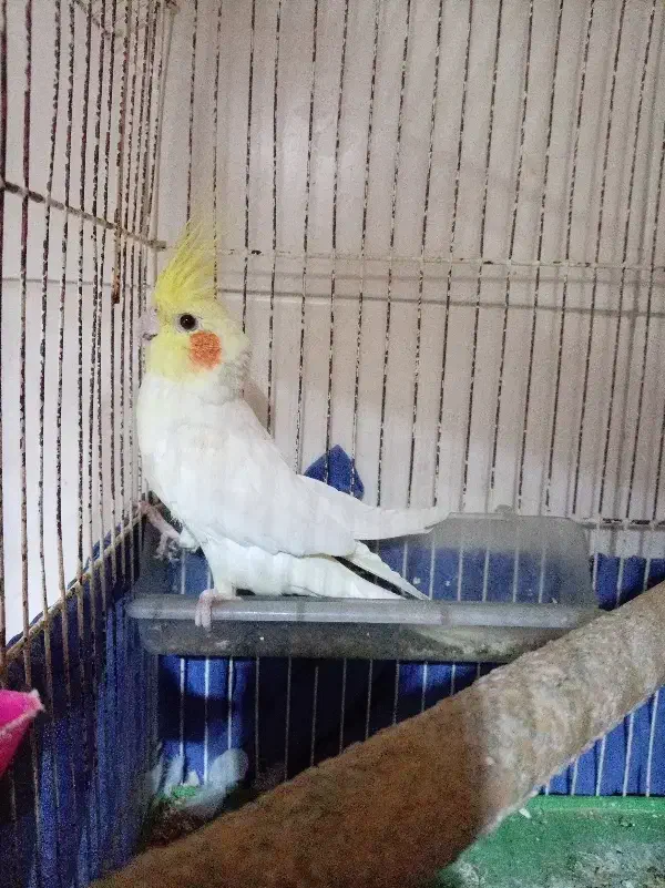 عروس پاریس نر|پرنده|اهواز, شهرک شهید عباس پور|دیوار