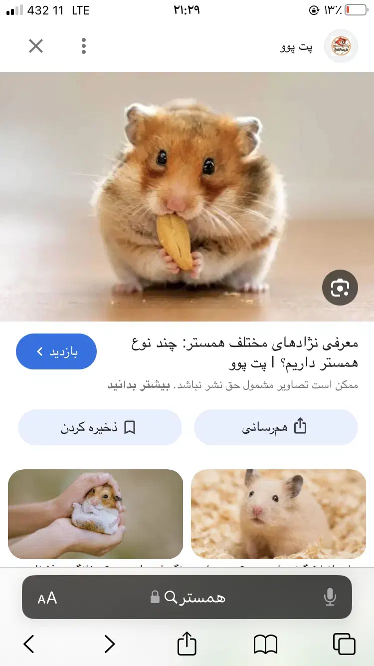 همستر بلوط خور|موش و خرگوش|قم, صدوق|دیوار
