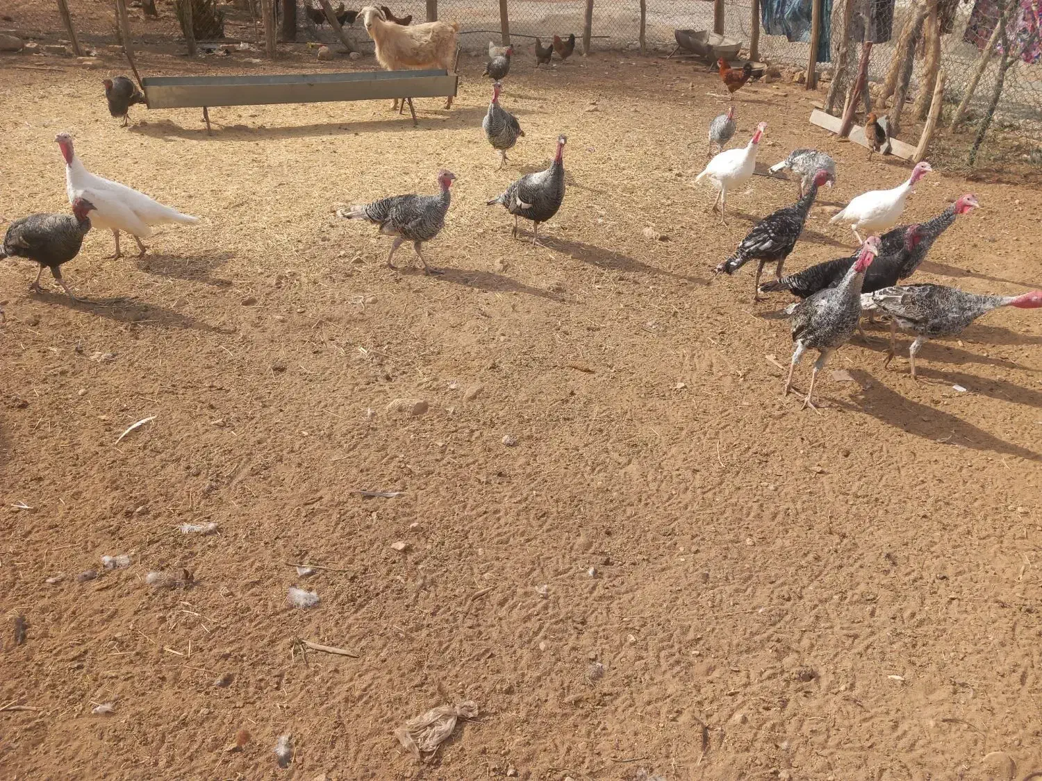 ۱۶عددبقلمونمحلی|حیوانات مزرعه|ششده و قره بلاغ, |دیوار