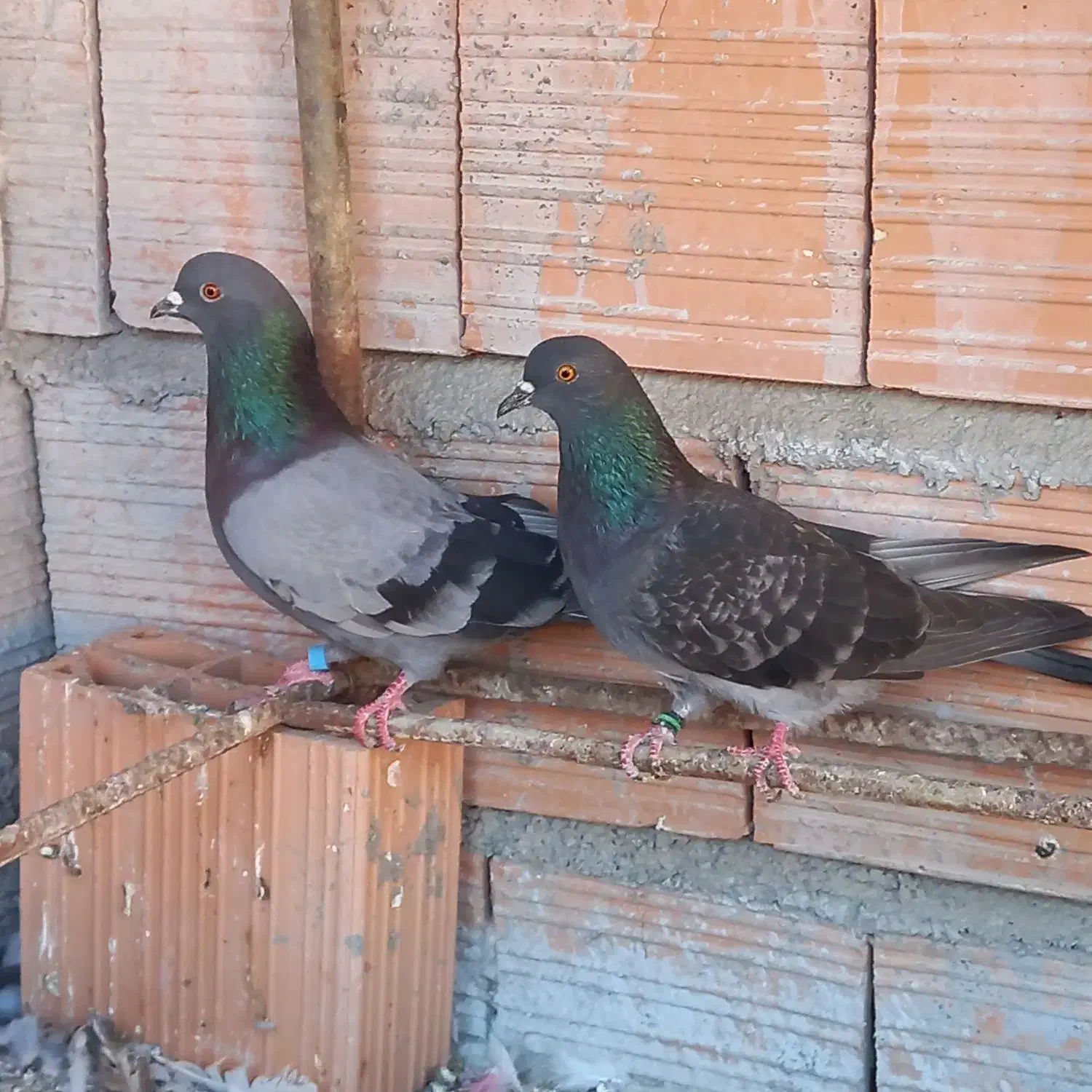 کبوتر|پرنده|خان ببین, |دیوار