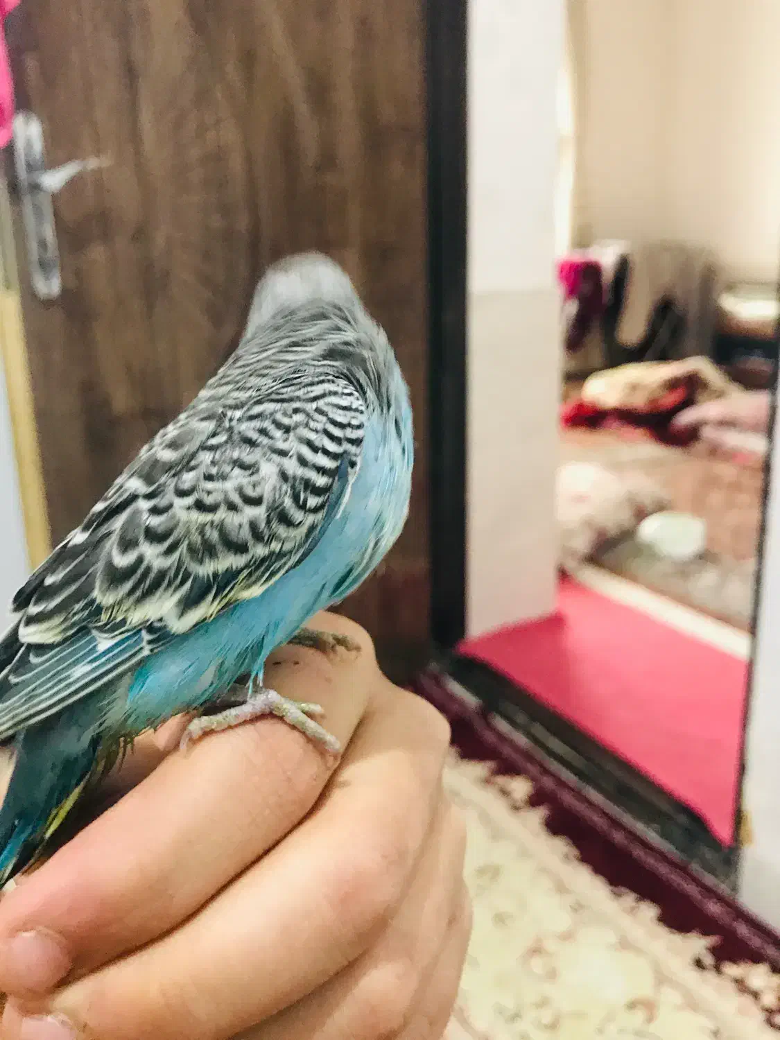 مرغ عشق|پرنده|پیرانشهر, |دیوار