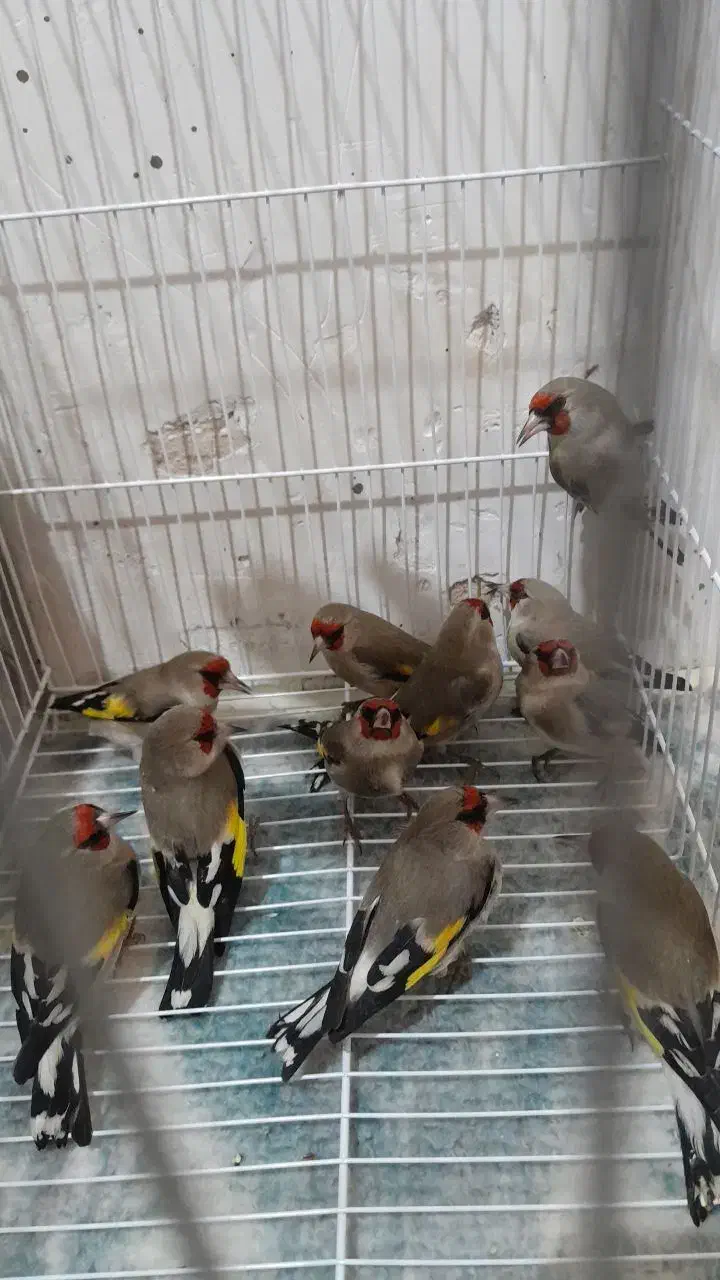 سهره کرمونی نر ماده و سینه سرخ|پرنده|مشهد, شهرک بهارستان|دیوار