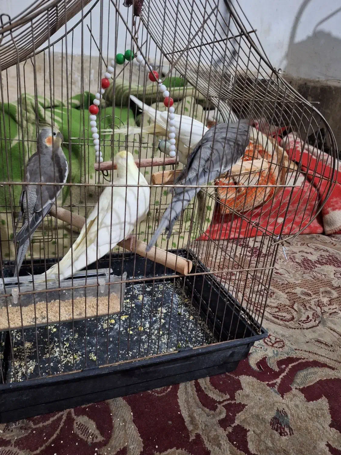 فروش عروس پاریس|پرنده|اهواز, شهرک رزمندگان|دیوار