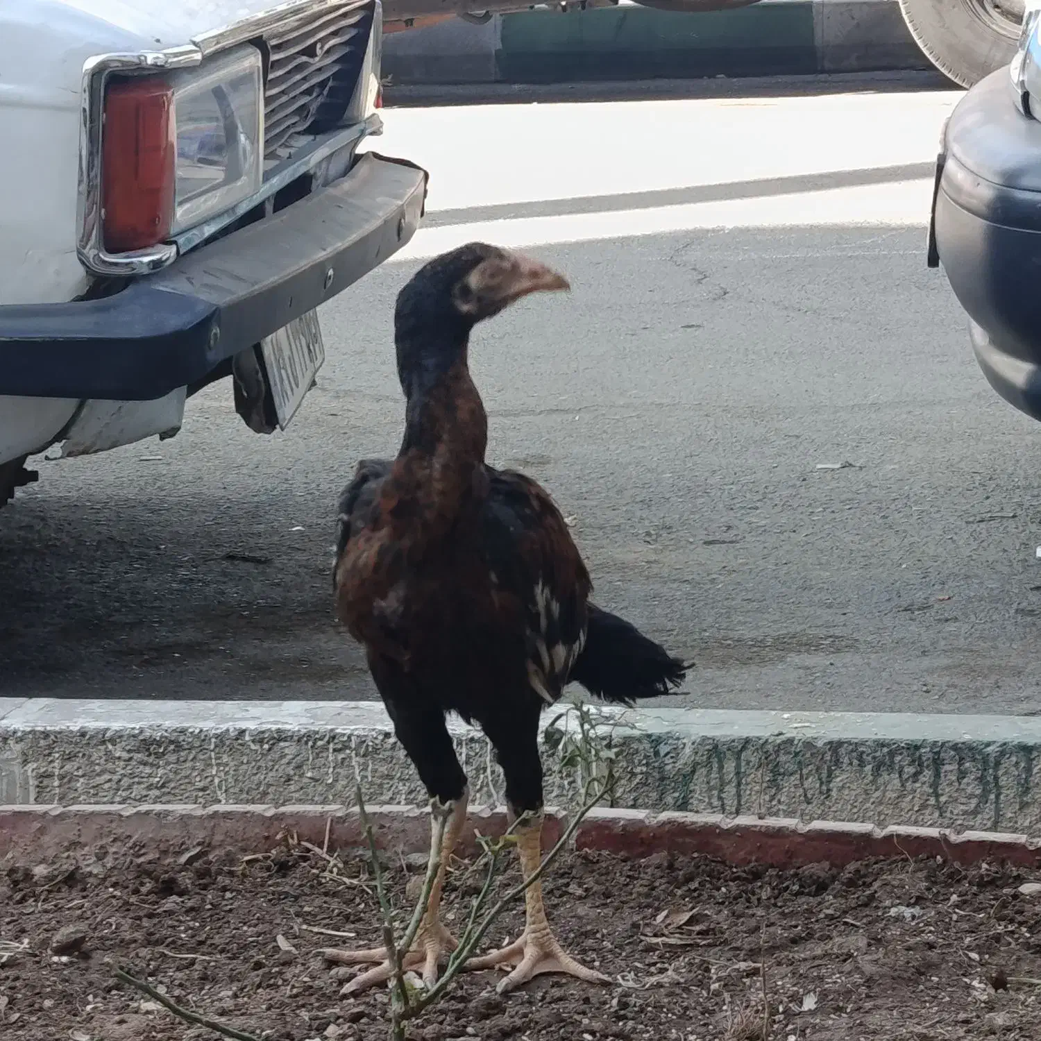 یک عدد خروس لاری دو رگه افغان و اوشامو|حیوانات مزرعه|آفتاب, |دیوار