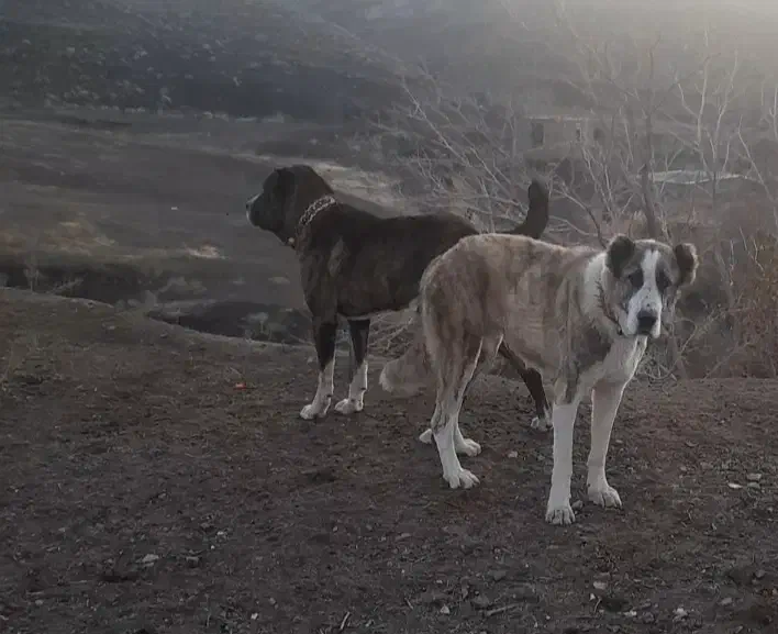 شاه توله ماده خراسانی|سگ|سلیمان, |دیوار