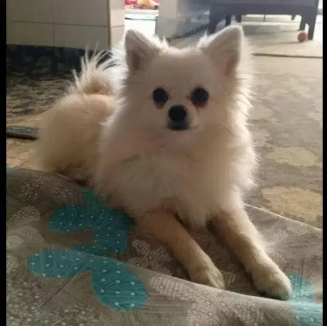 پامر روباهی|سگ|برخوار, |دیوار