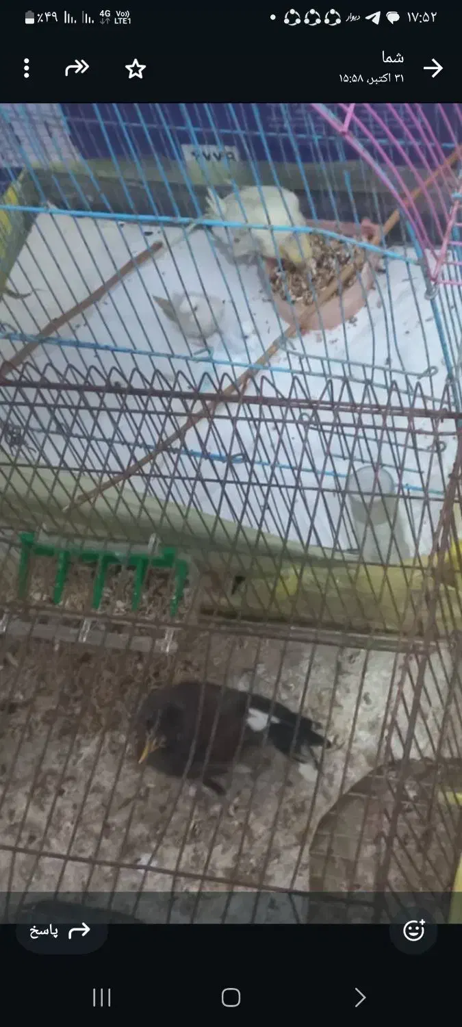 مرغ مینا|پرنده|بندرعباس, |دیوار