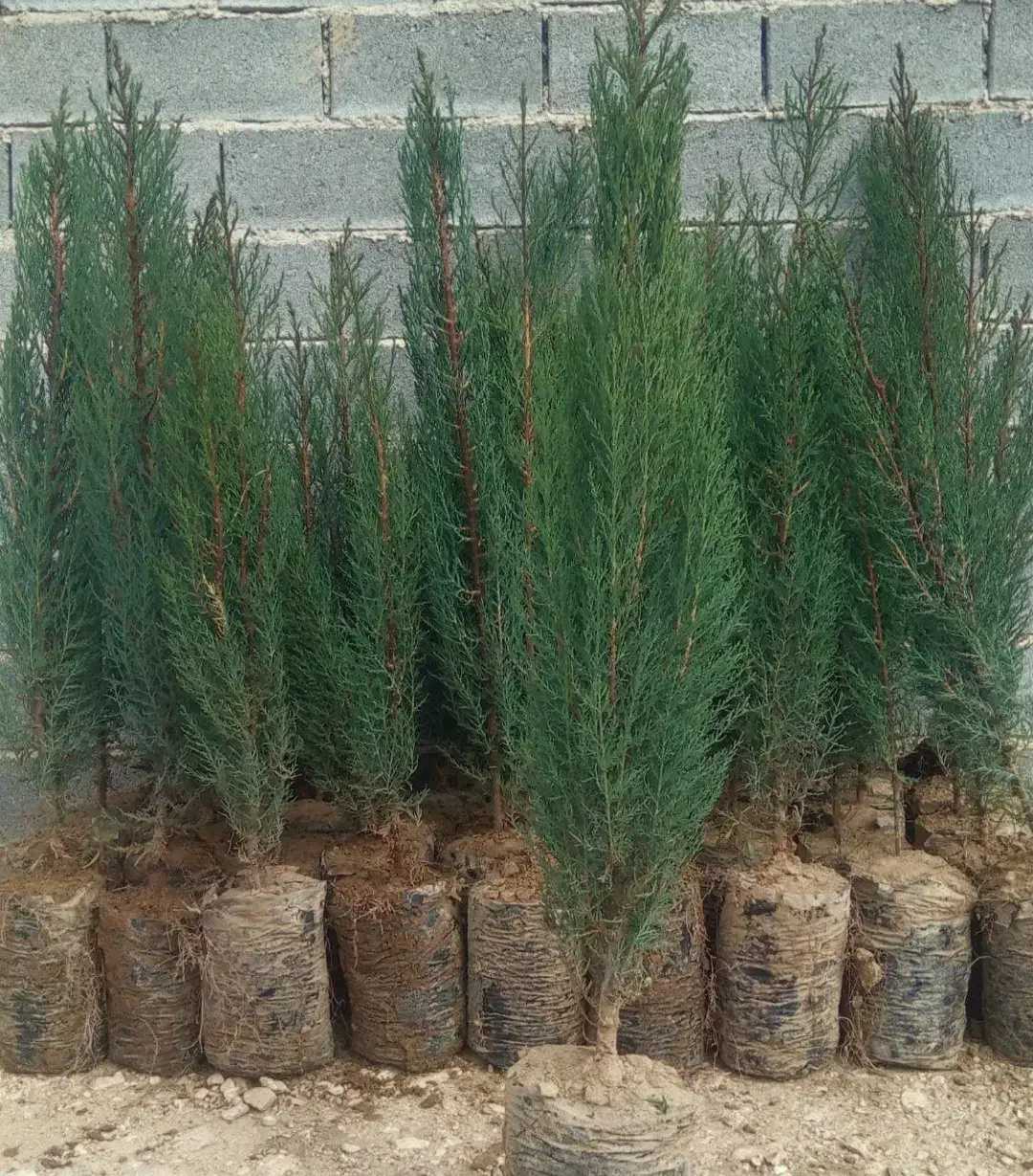 نهال سروناز شیراز سرو درخت|خدمات باغبانی و درختکاری|خفر, |دیوار