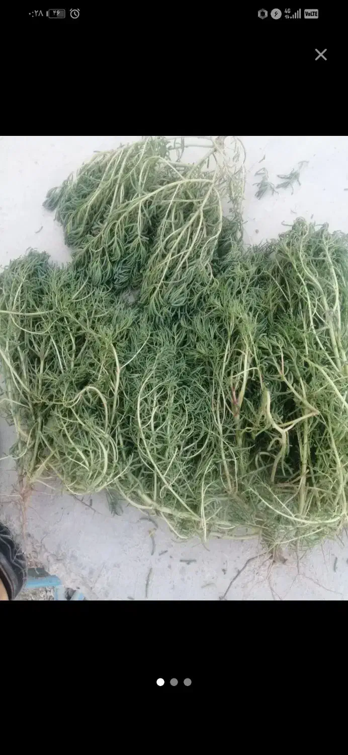 فروش سبزی کاکل|خوردنی و آشامیدنی|بندر ماهشهر, |دیوار