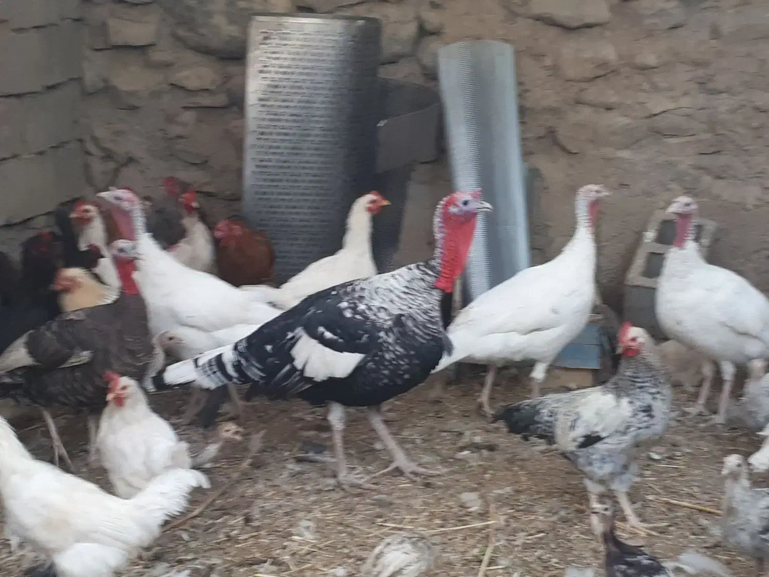 فروش بوغلمون|حیوانات مزرعه|درگز, |دیوار