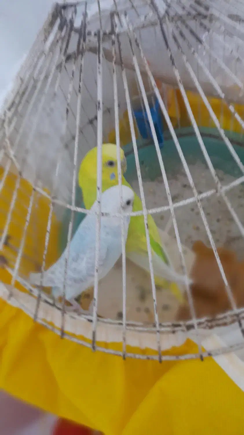 مرغ عشق|پرنده|دماوند, گیلاوند|دیوار