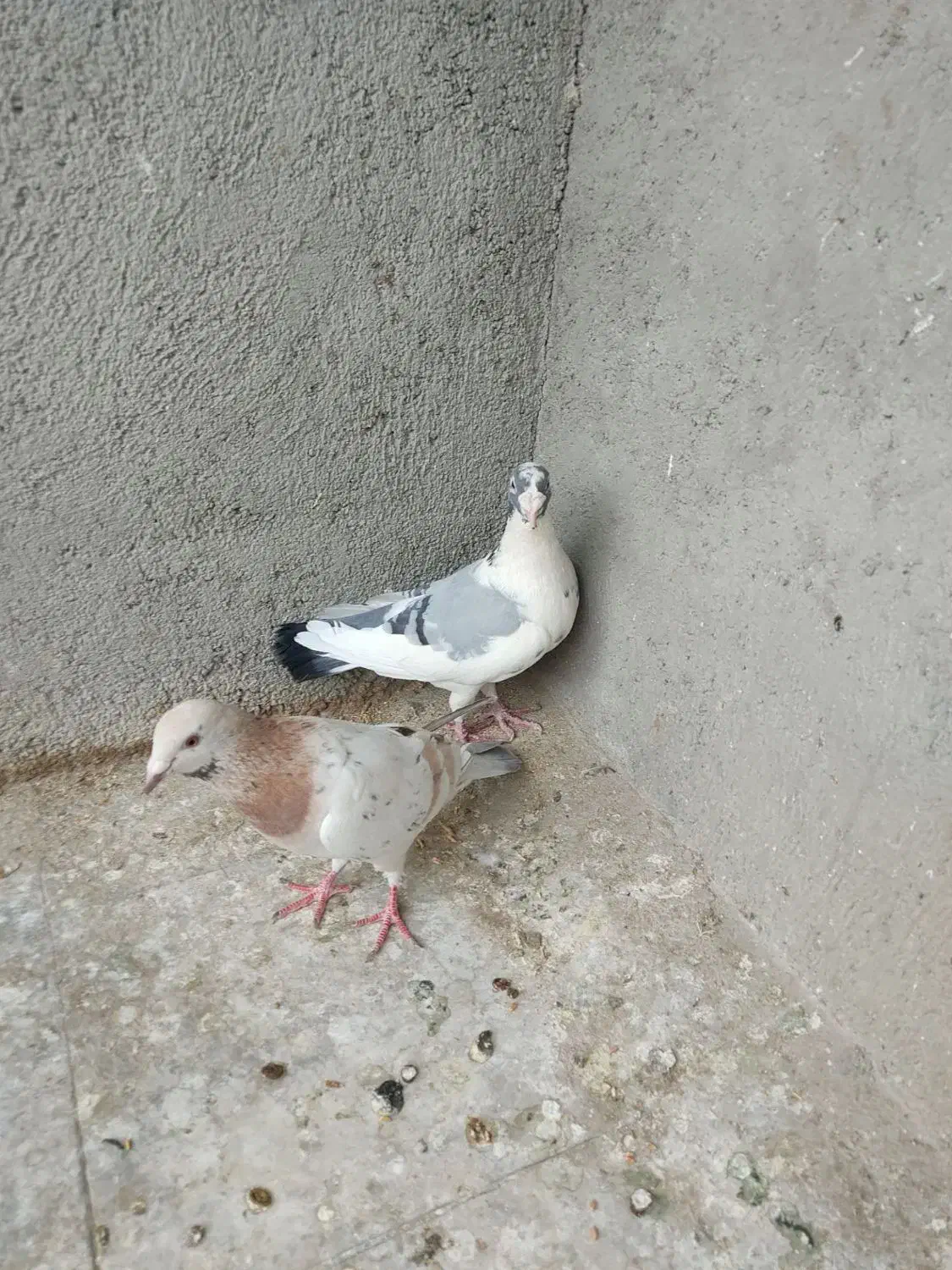 کبوتر|حیوانات|سبزوار, چهارراه فرودگاه|دیوار