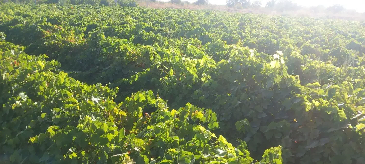 نهال انگور تاکستان|عمده‌فروشی|خرمدشت, |دیوار