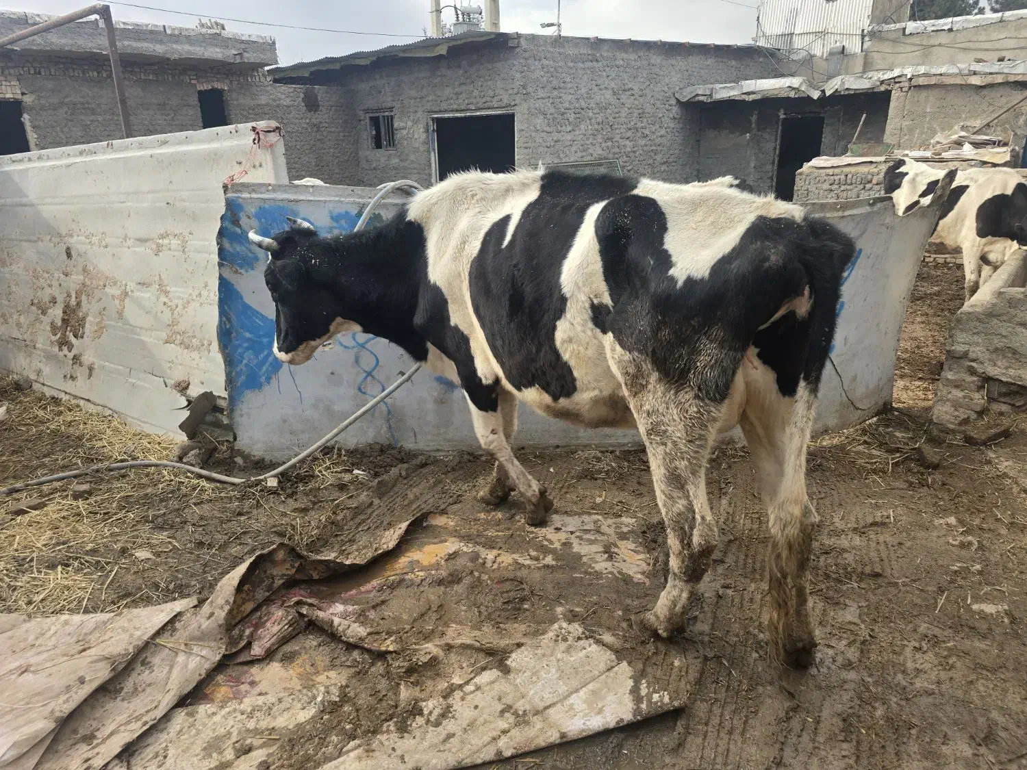 گاو فروشی|حیوانات مزرعه|شهر ری, علایین|دیوار