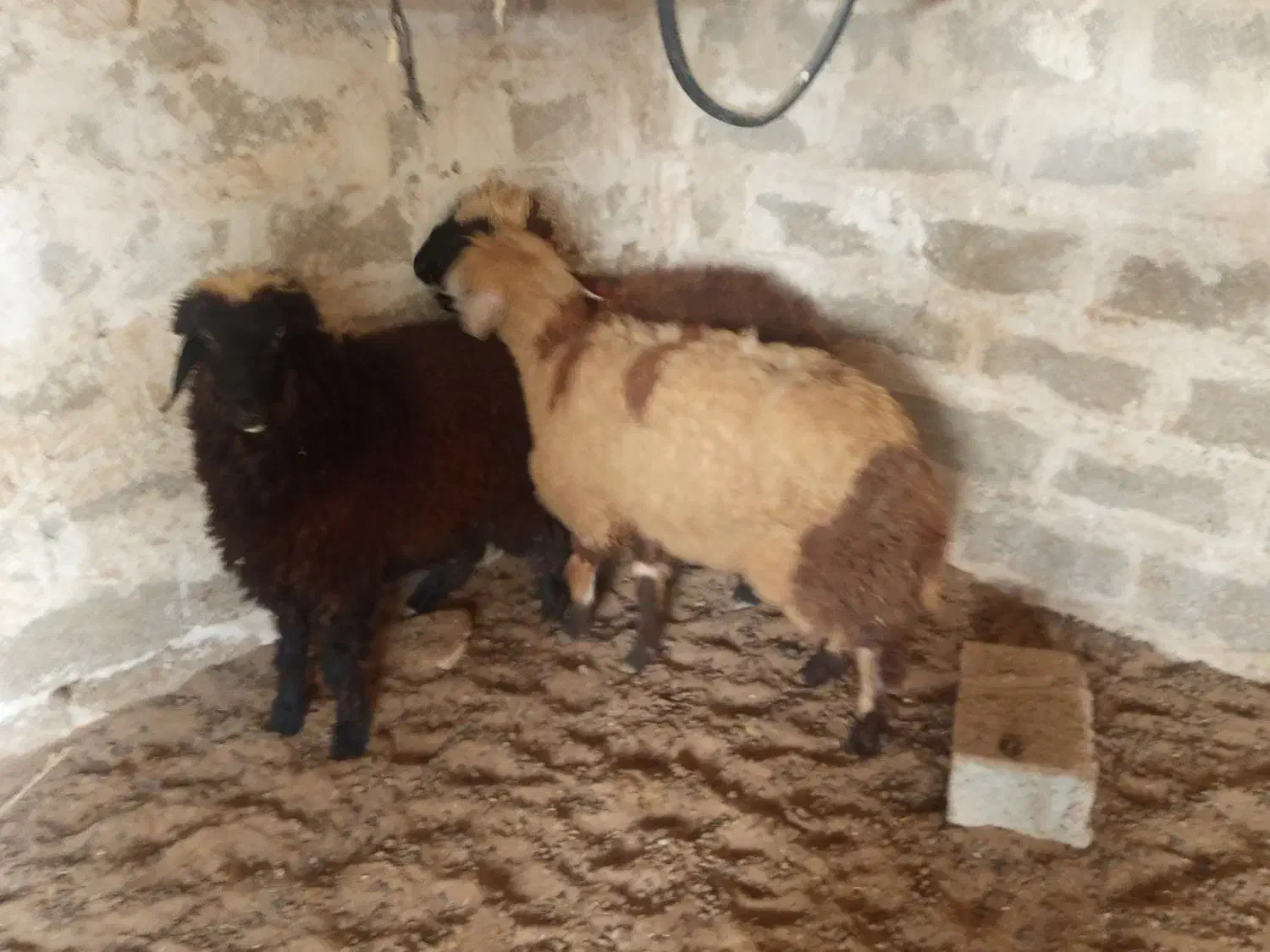 سه عدد بره فروشی|حیوانات مزرعه|برازجان, |دیوار