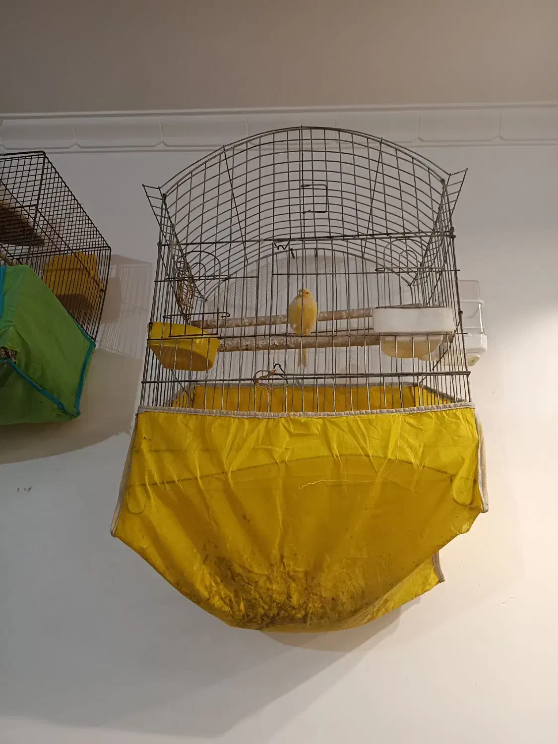 قناری|پرنده|یزد, |دیوار