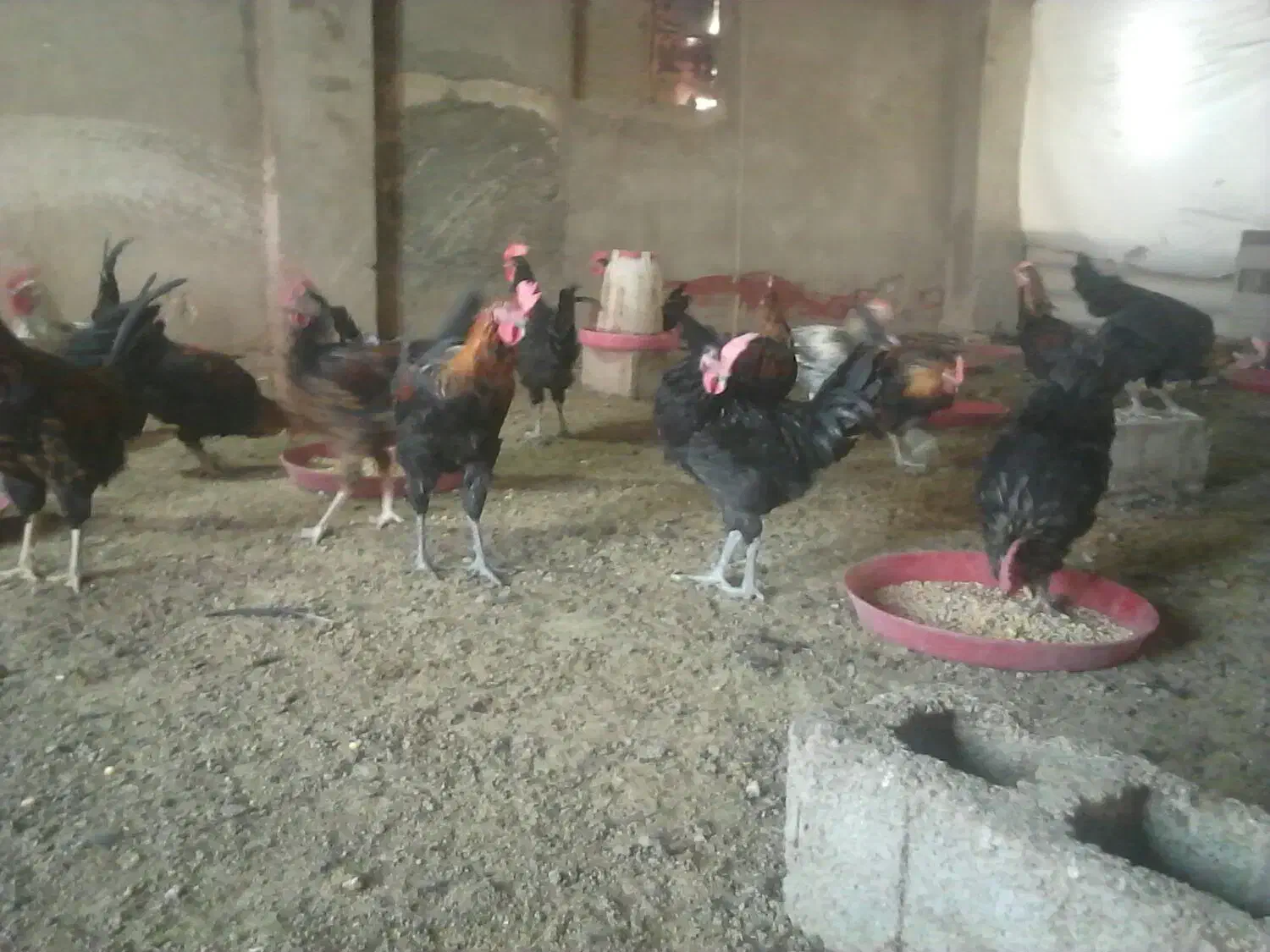 خروس مجلی جوان|حیوانات مزرعه|فسا, |دیوار