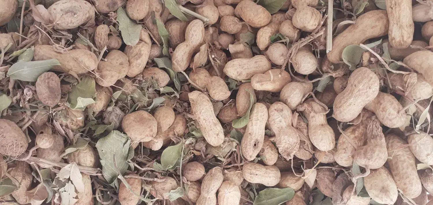 بادام زمینی خوراک دام و انسان|حراج|سرپل ذهاب, |دیوار