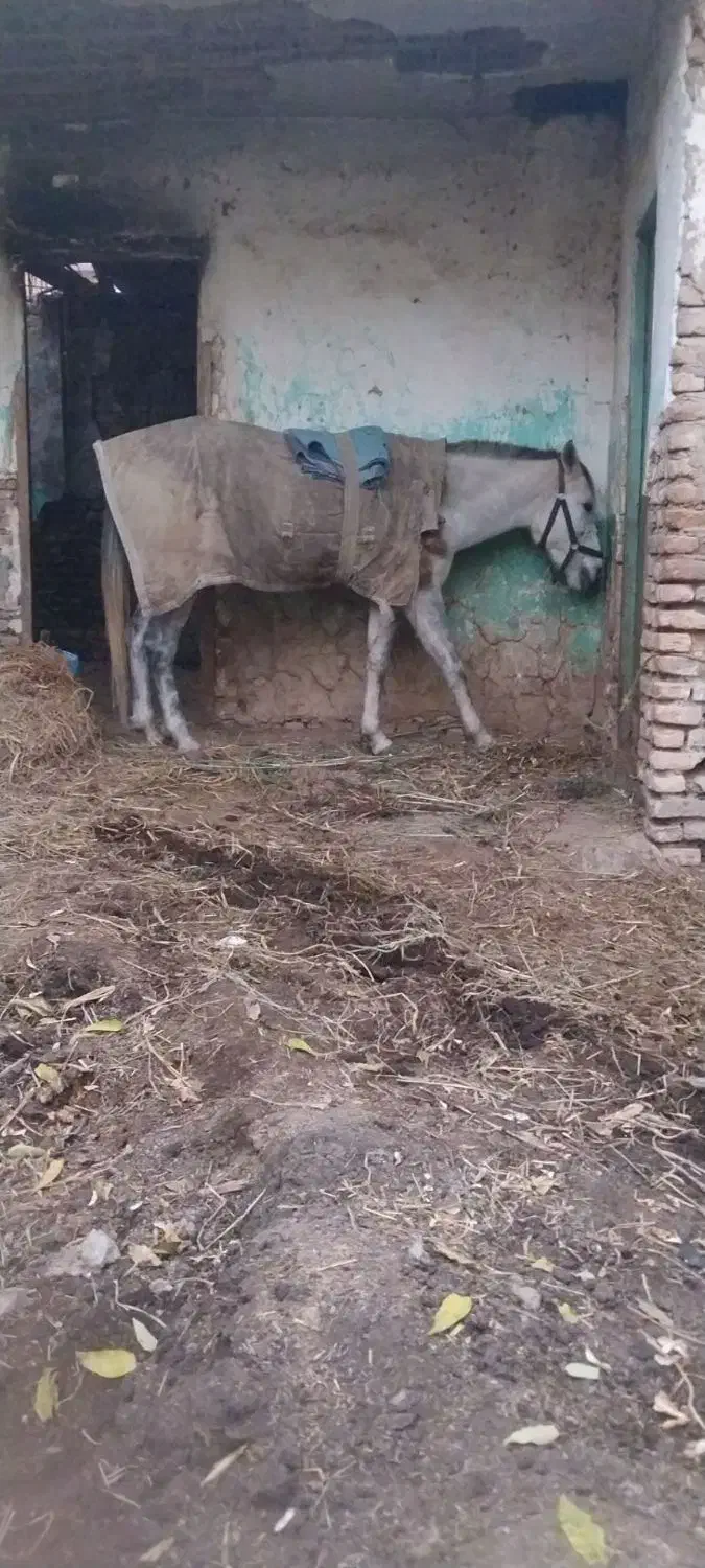 مادیان والاغ گوسفندی|اسب و تجهیزات اسبسواری|فاضل آباد, |دیوار