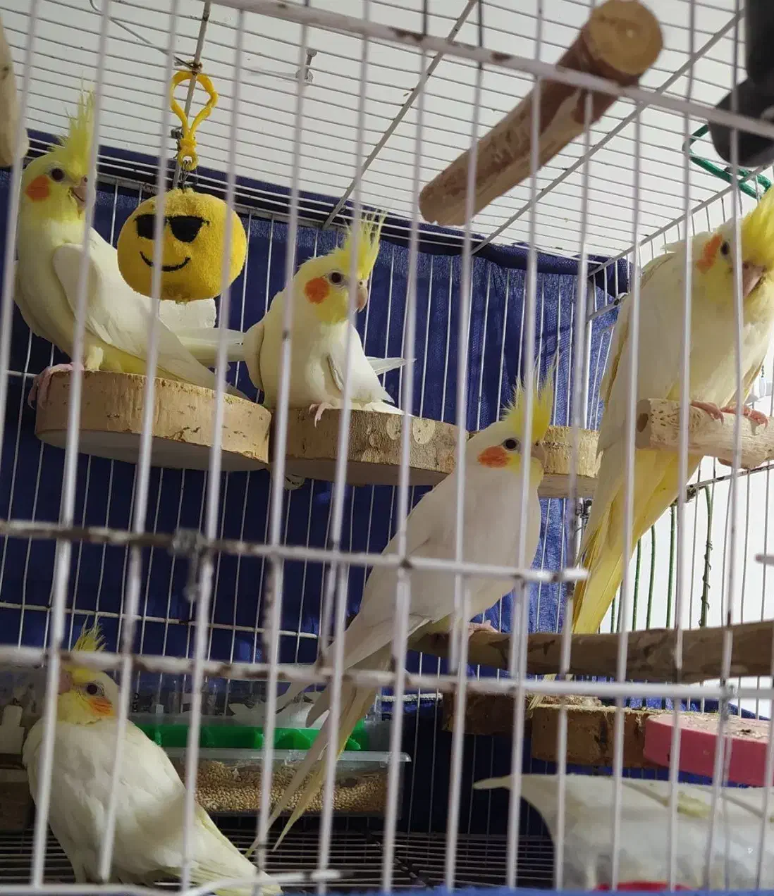 عروس هلندی لوتینو|پرنده|ساری, |دیوار