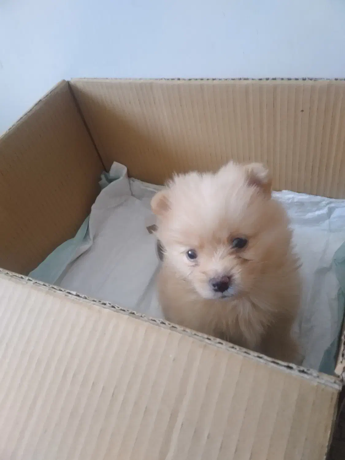 سگ پامر خرسی|سگ|اصفهان, شاهد|دیوار