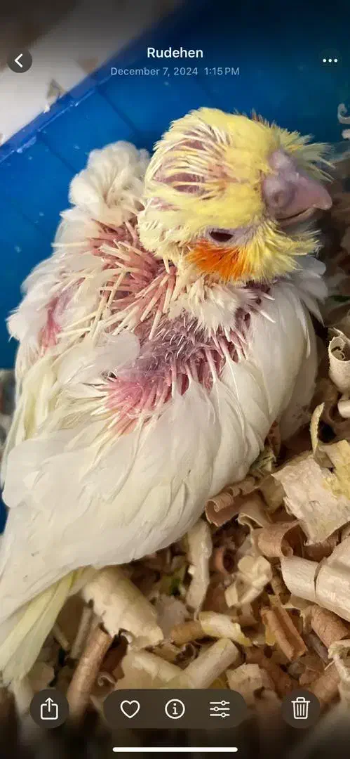 عروس هلندی مولد اصل لوتینو|پرنده|فریدون‌کنار, |دیوار