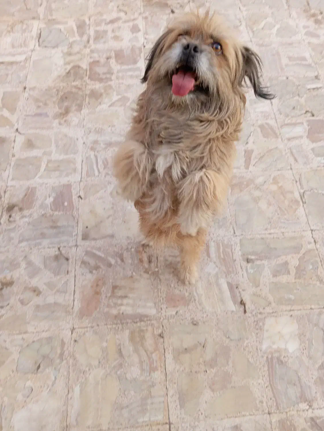 سگ پاکوتاه|سگ|رفسنجان, |دیوار