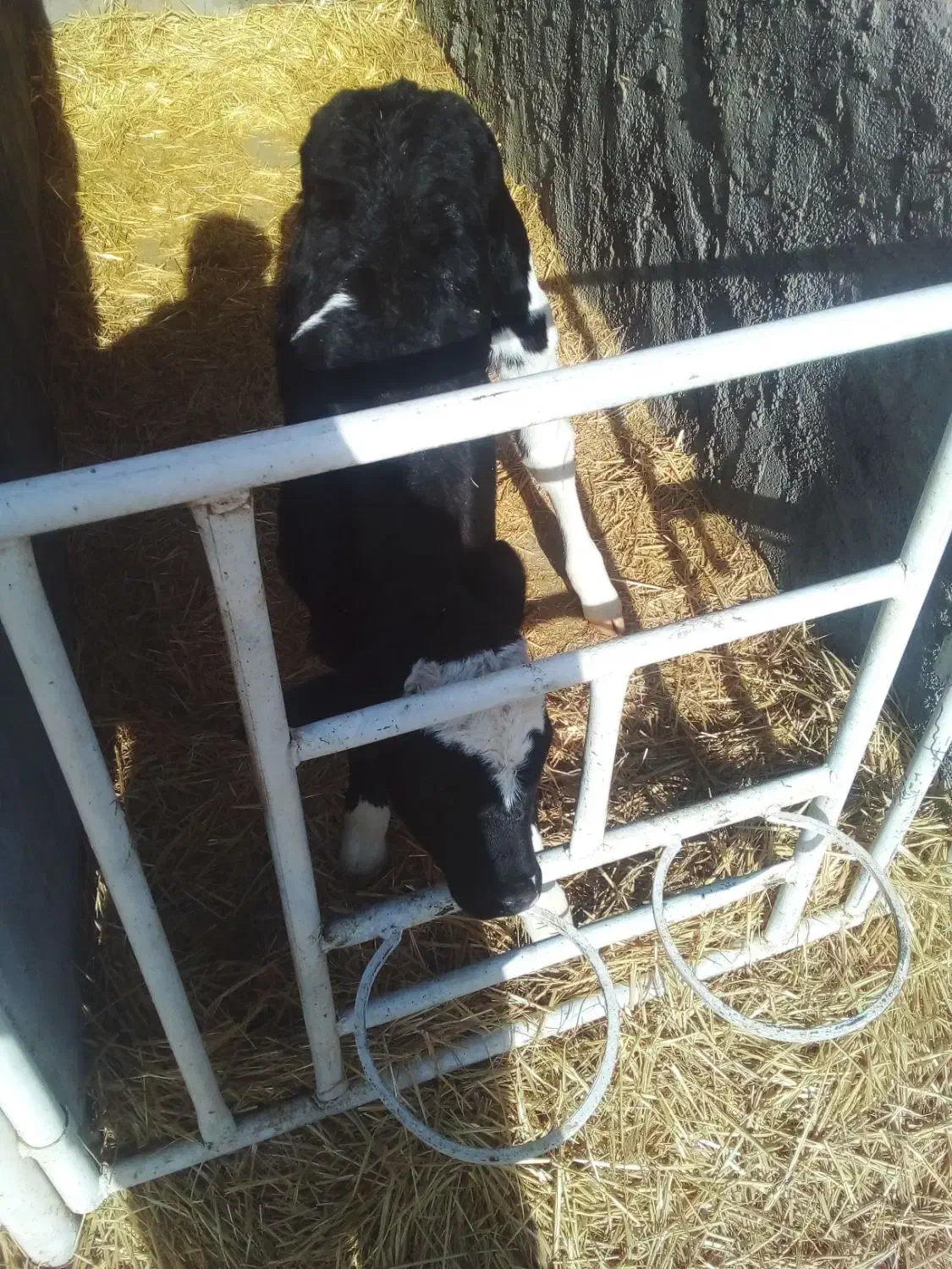 گوساله ماده شیری|حیوانات مزرعه|شهرضا, |دیوار