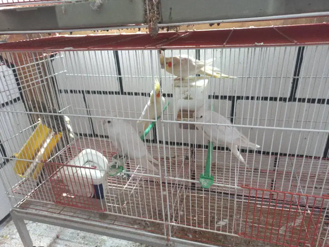 عروس و طوطی|پرنده|کازرون, |دیوار