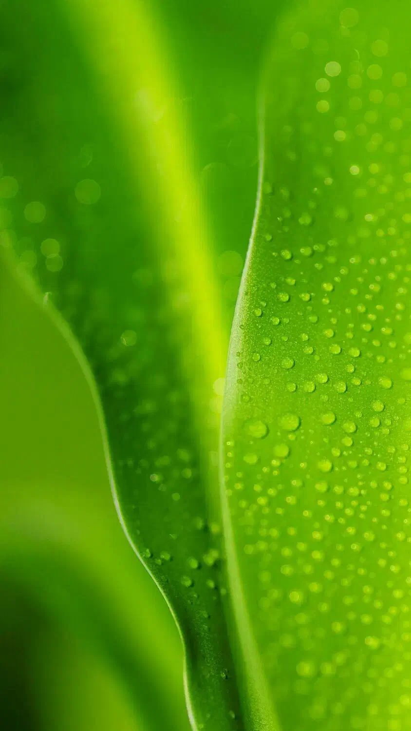 سبزی مارکت (آماده همکاری )|خوردنی و آشامیدنی|شیراز, سلطان آباد|دیوار