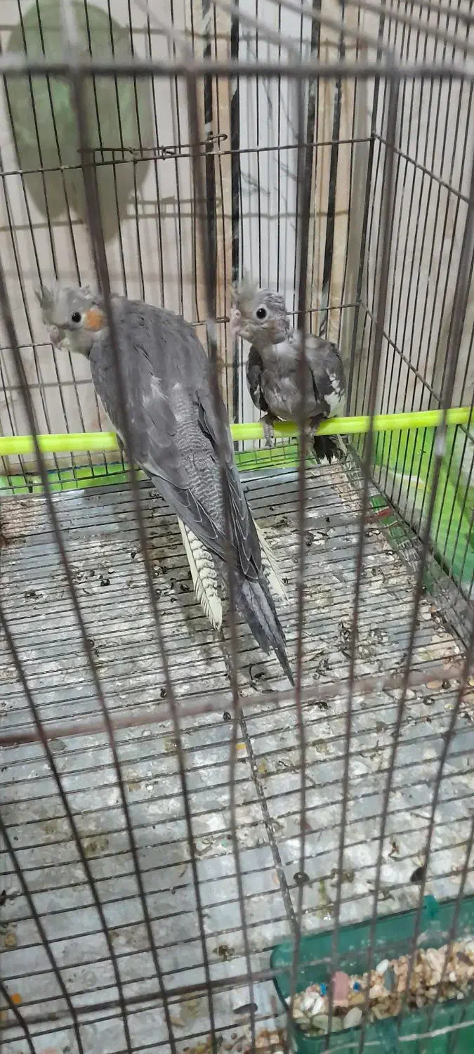 جوجه عروس هلندی|پرنده|کوهدشت, |دیوار