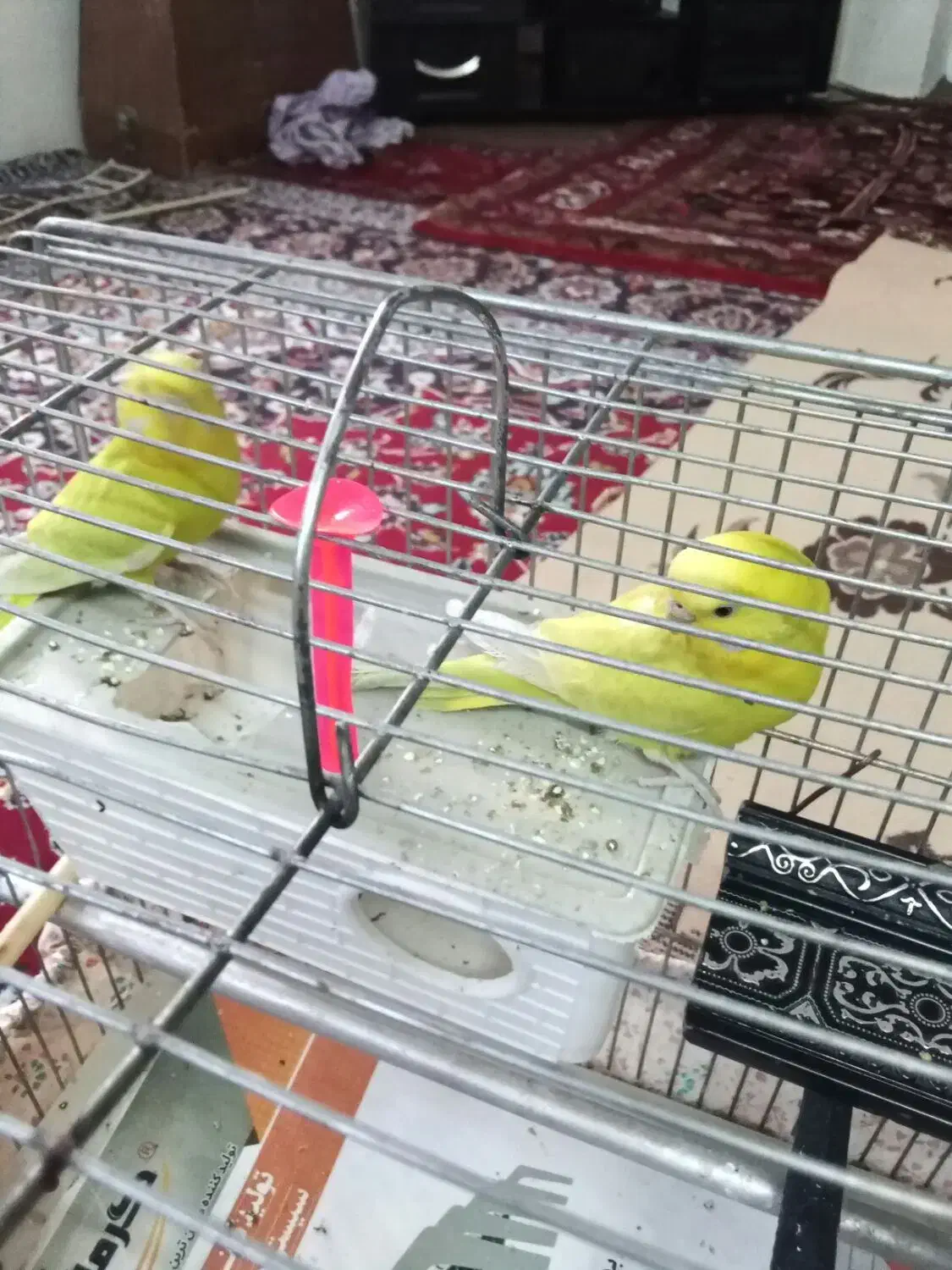 مرغ عشق زیبا 4 ماهه|پرنده|بروجرد, |دیوار