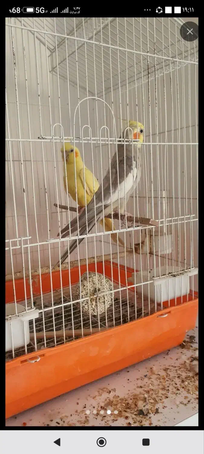 ۲ عدد عروس هلندی جفت|پرنده|گنبد کاووس, |دیوار