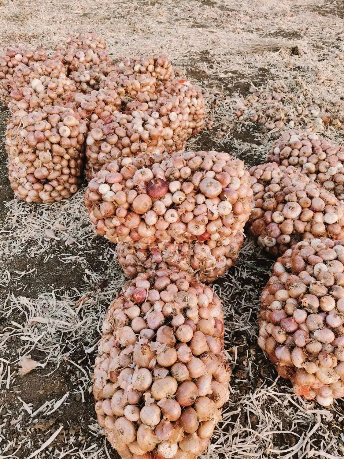 پیاز محلی بلبان آباد ۷تن|عمدهفروشی|موچش, |دیوار