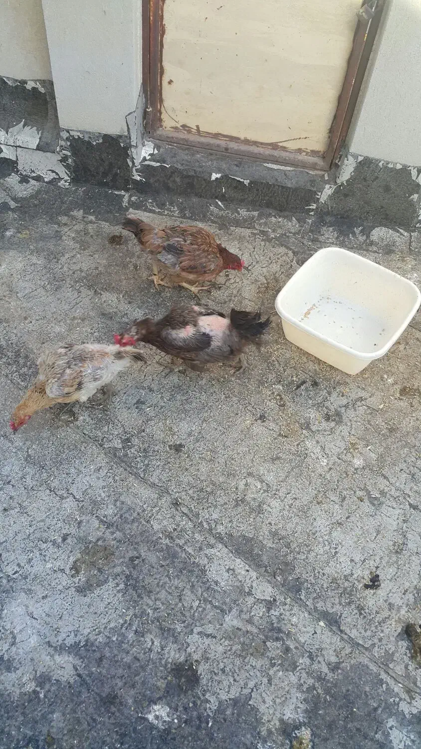 مرغ محلی تخمگذار|حیوانات مزرعه|قزوین, |دیوار