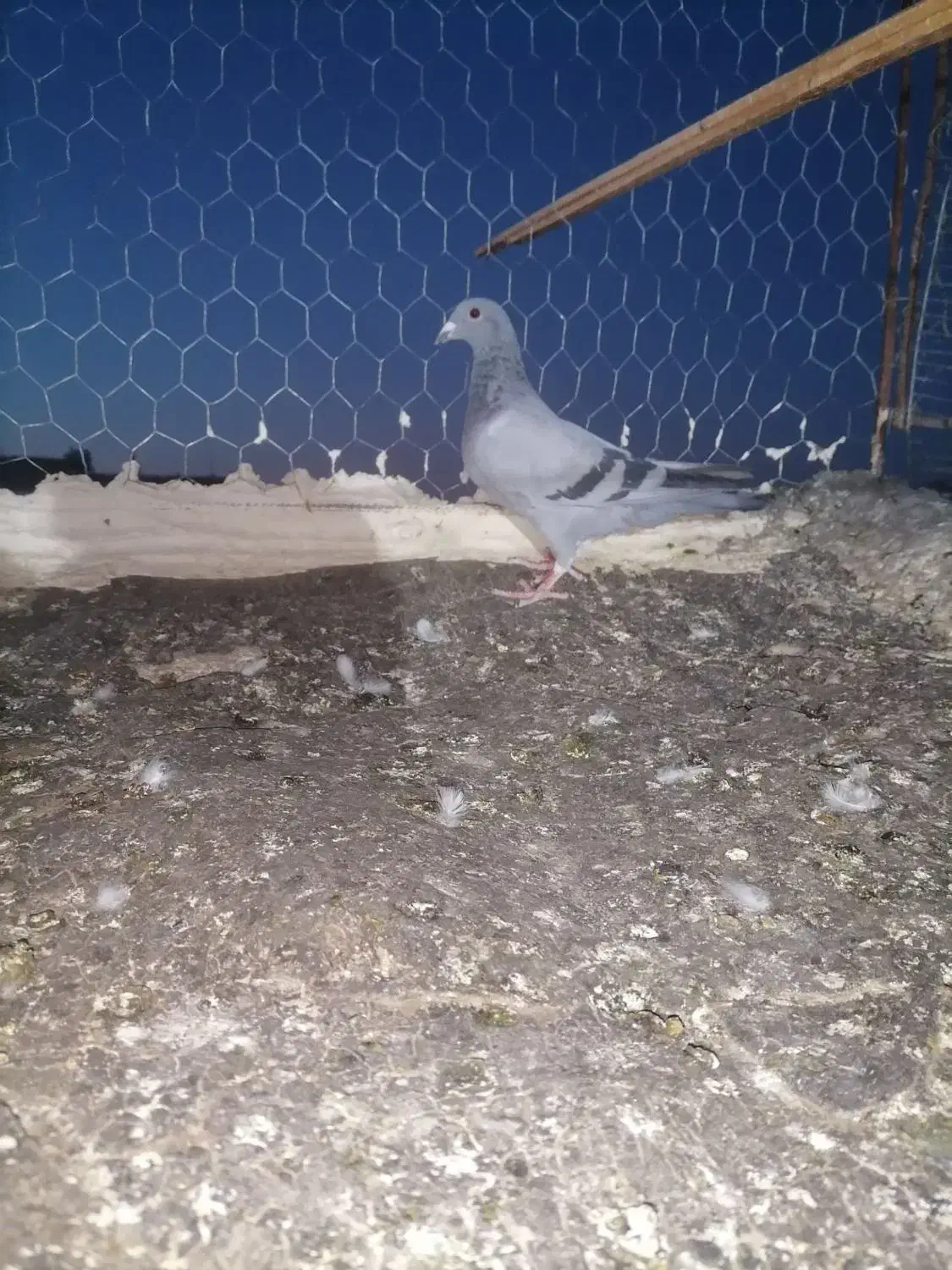 کفتر.|پرنده|تربت‌حیدریه, یحیی آباد|دیوار