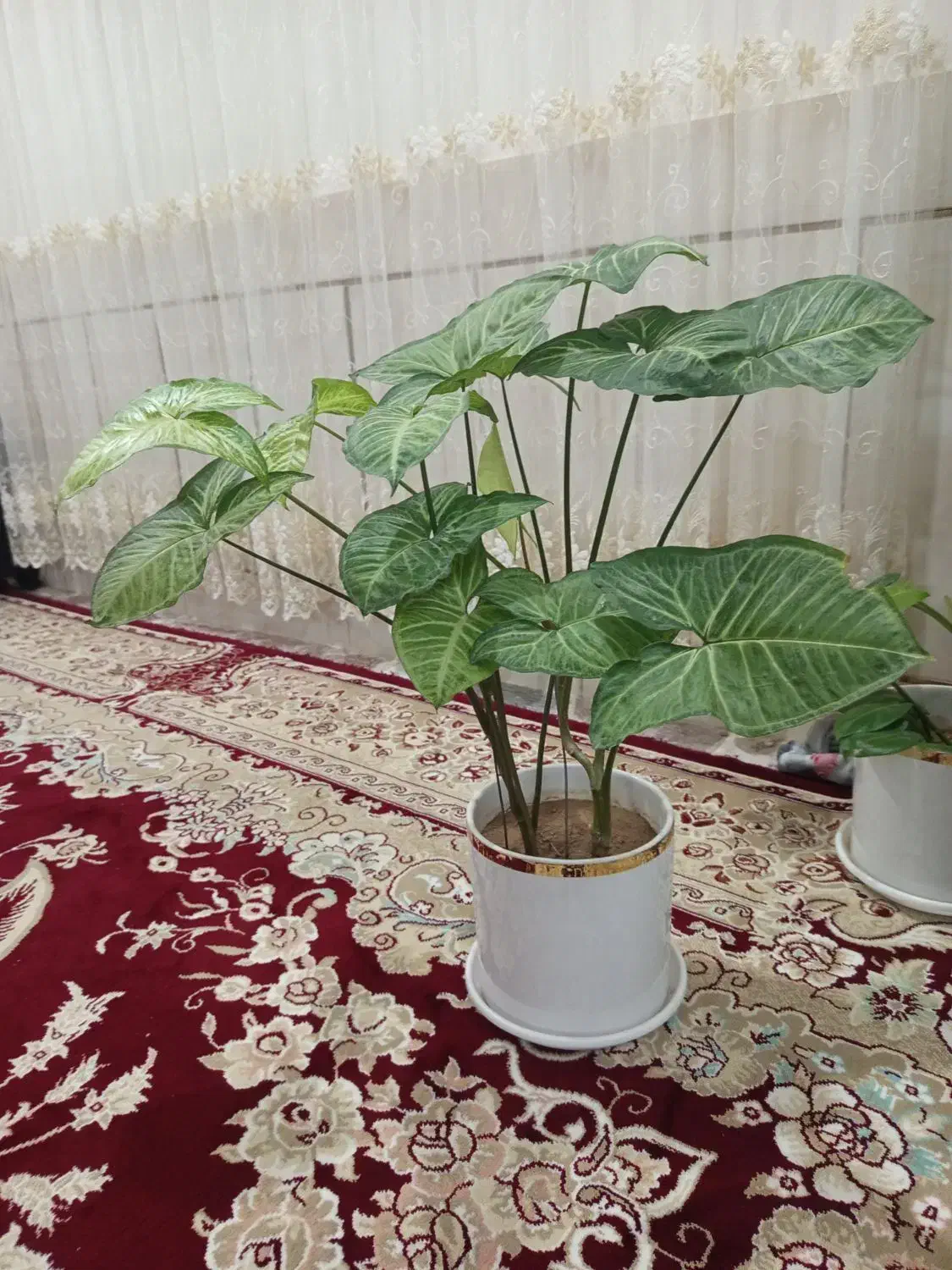 گل طبیعی|گل و گیاه طبیعی|دورود, |دیوار